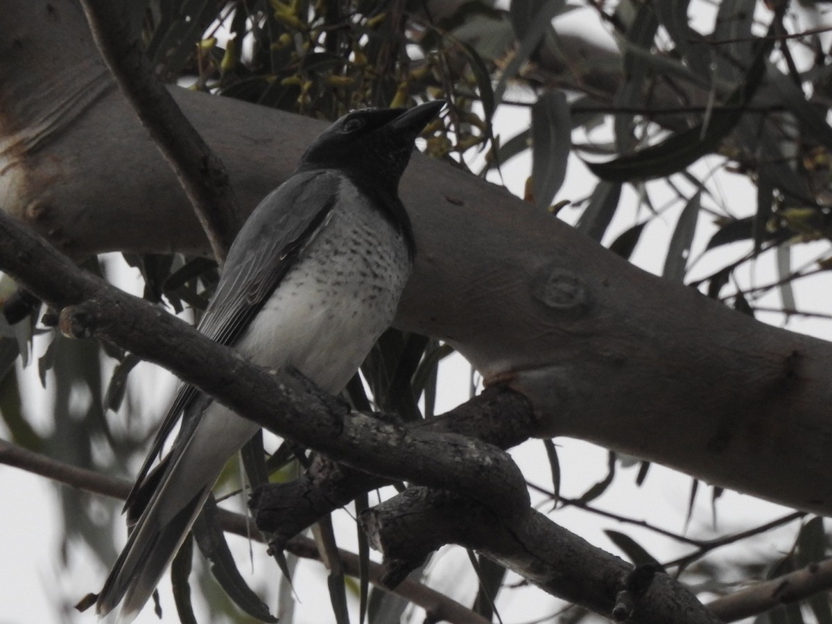 White-bellied Cuckooshrike - ML471441391