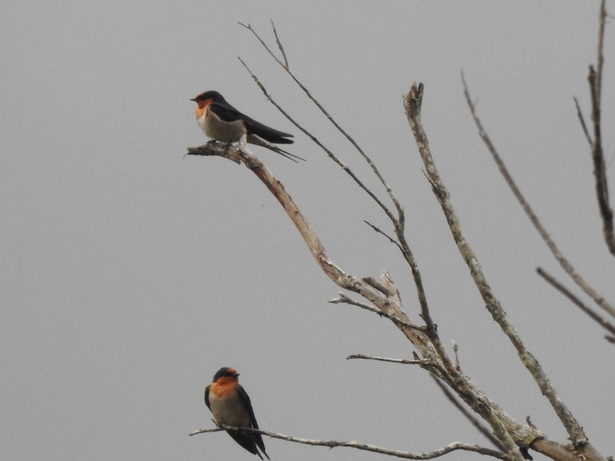 Welcome Swallow - ML471441481