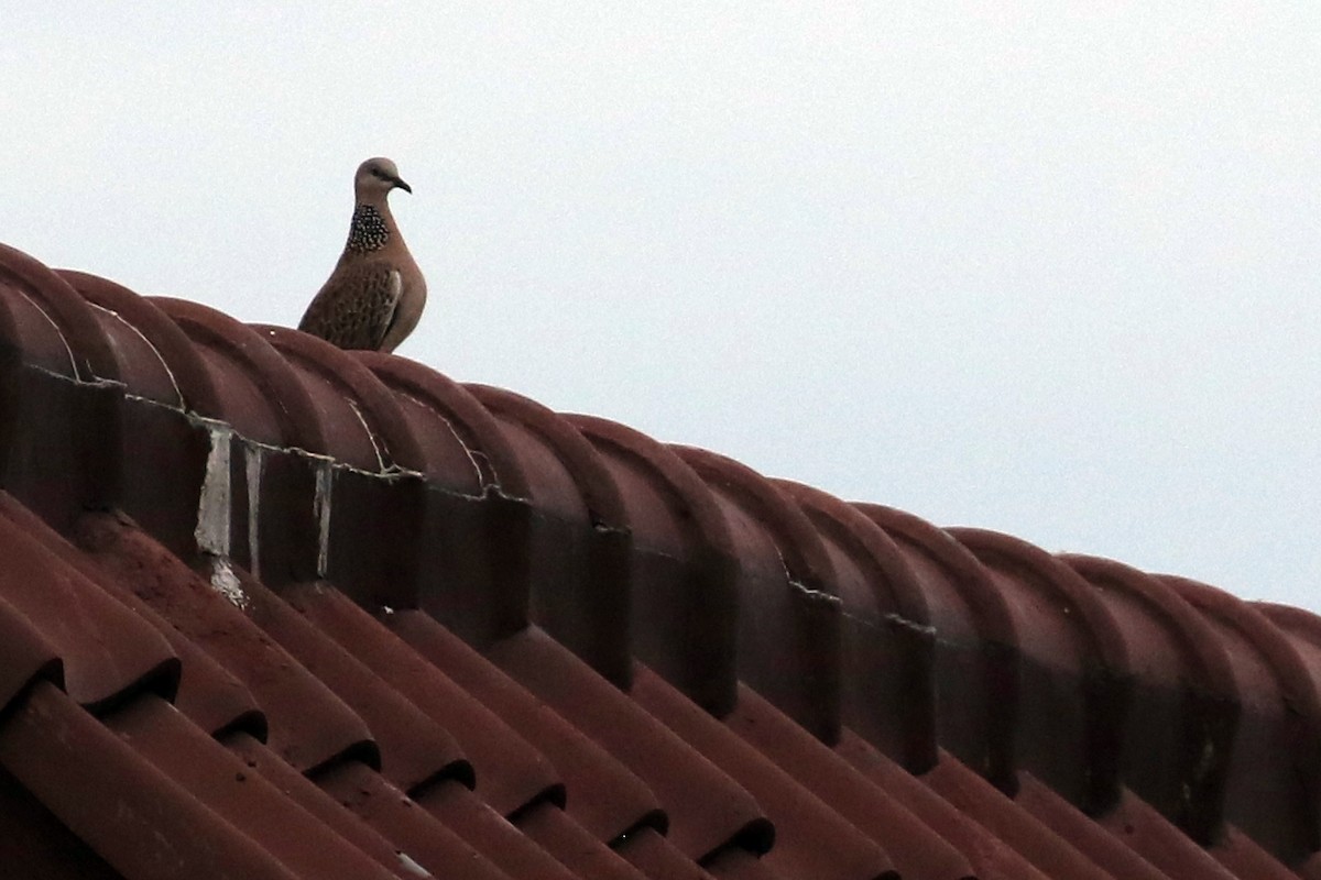 Spotted Dove - ML471441941