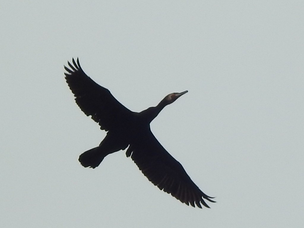 Great Cormorant - Scott Fox