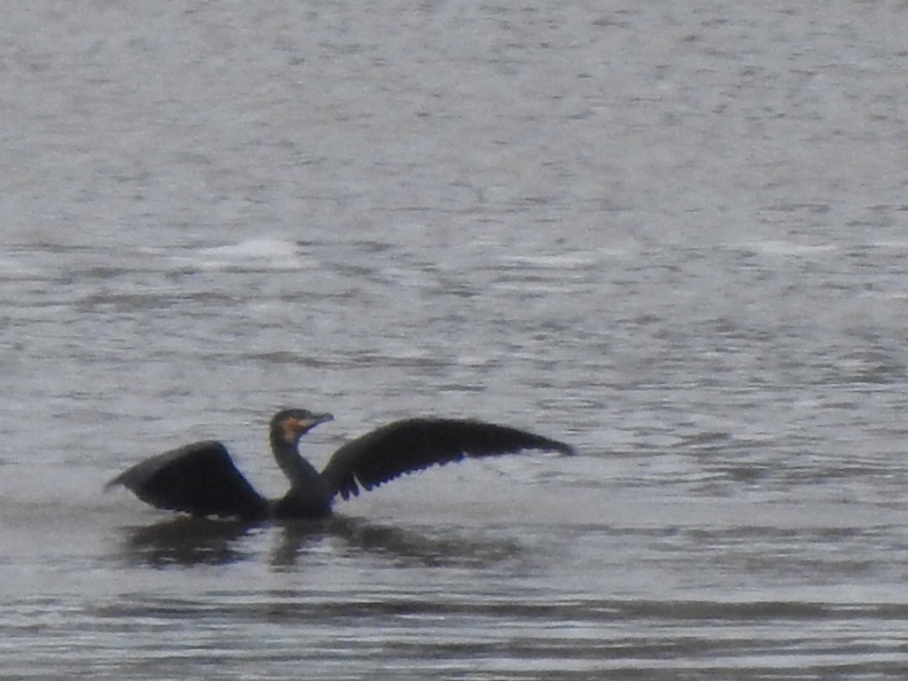 Great Cormorant - ML471442121