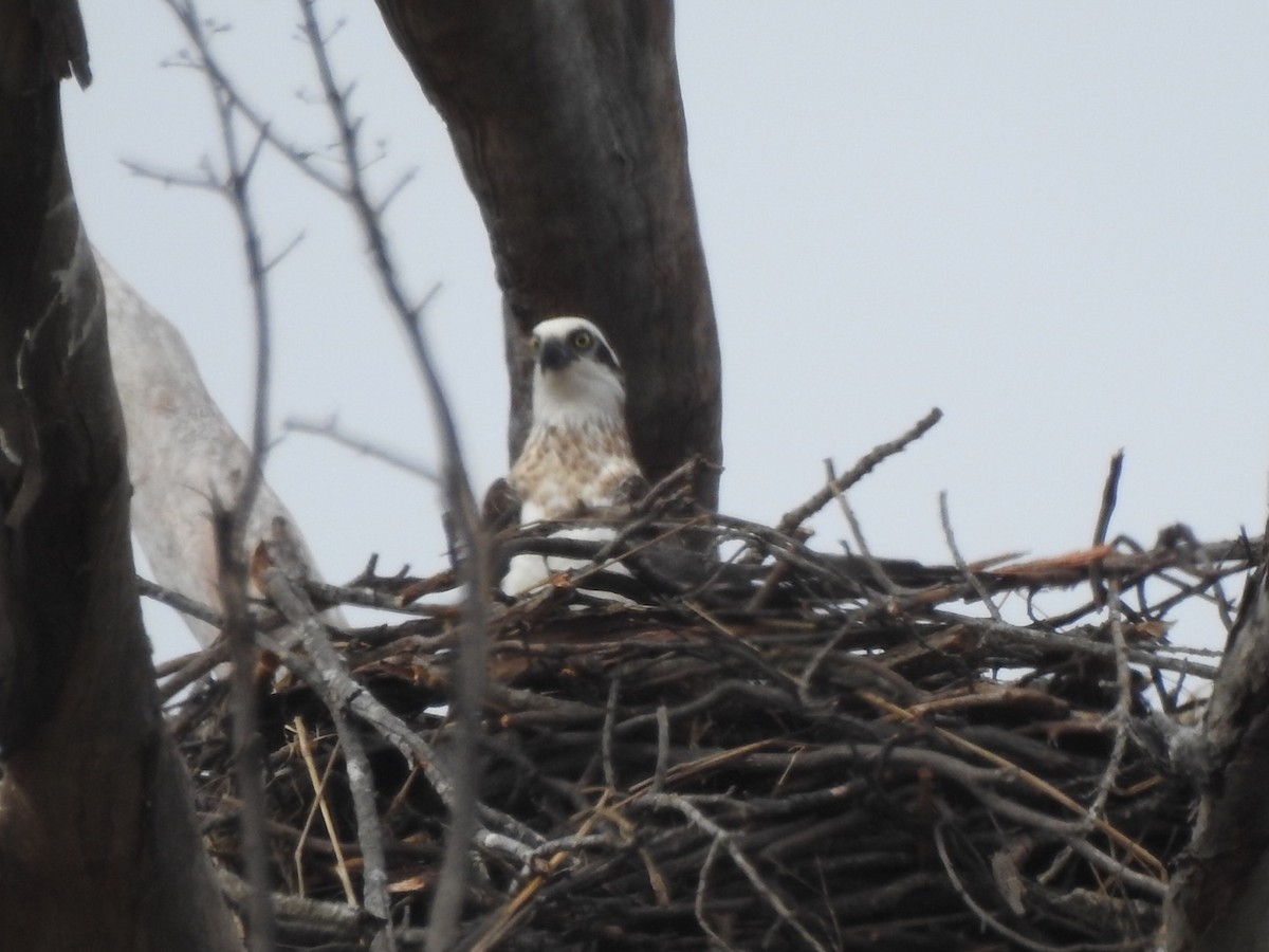 Osprey - Scott Fox