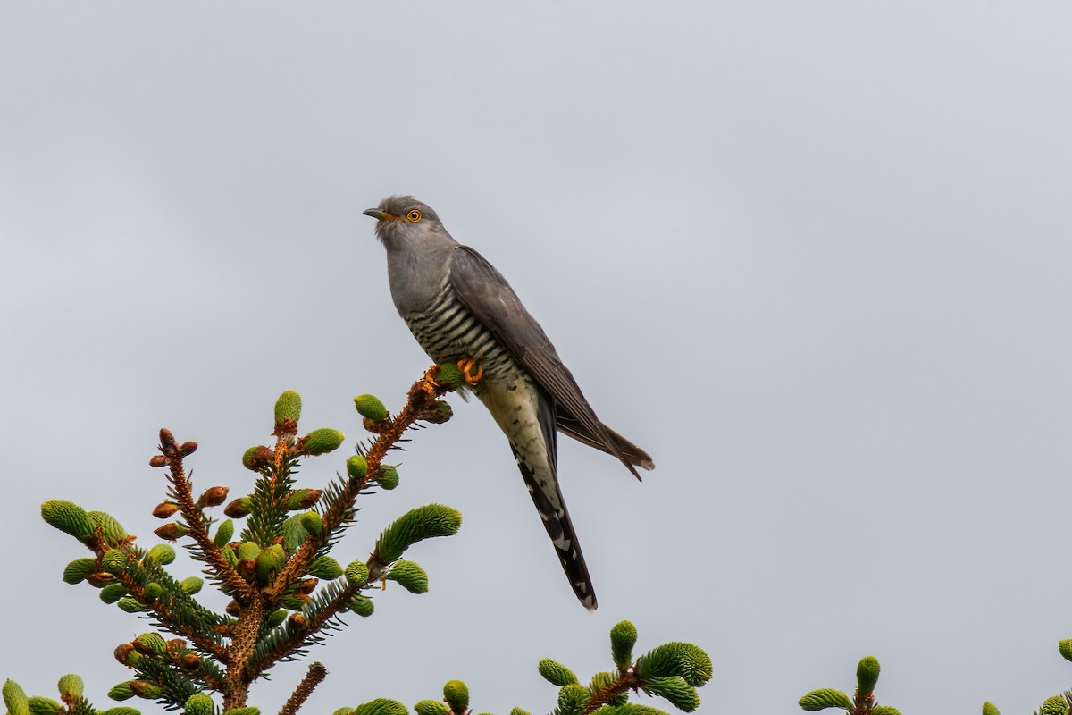Common Cuckoo - Iain Robson