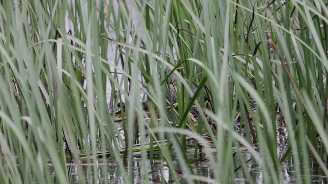 Pied-billed Grebe - ML471443251
