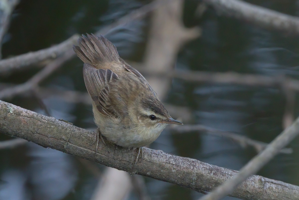 Sedge Warbler - ML471444241