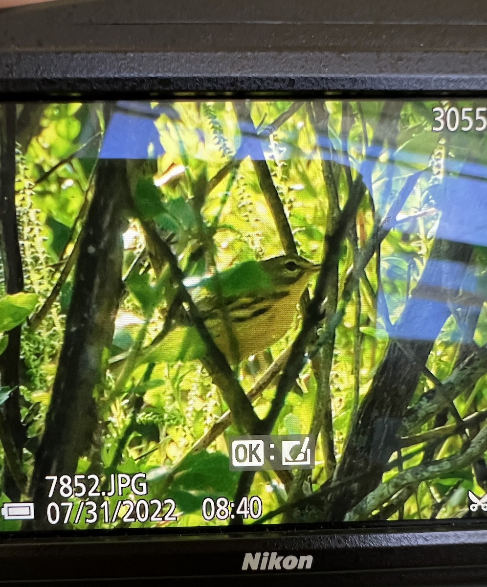 Prairie Warbler - ML471444741