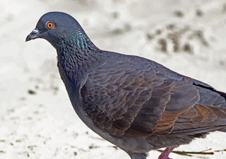 Rock Pigeon (Feral Pigeon) - ML47144531