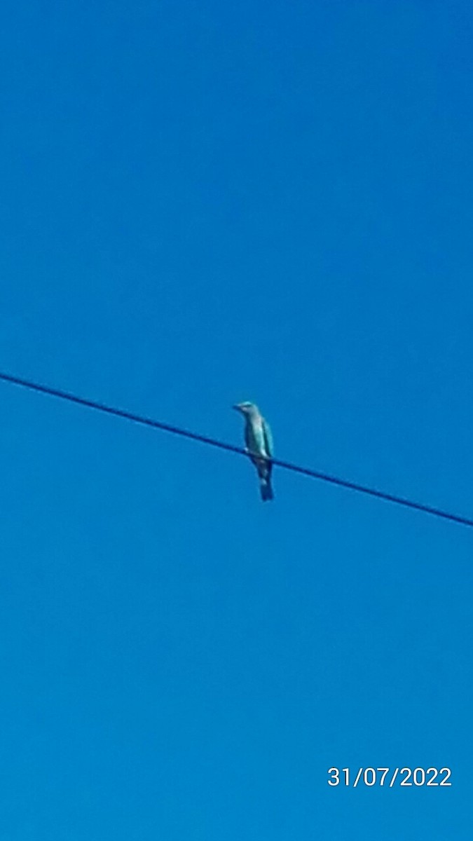 European Roller - Alexandre Mota