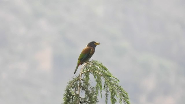 Heulbartvogel - ML471445621