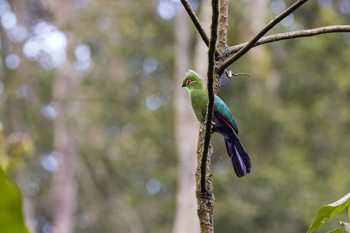 Black-billed Turaco - ML471446531