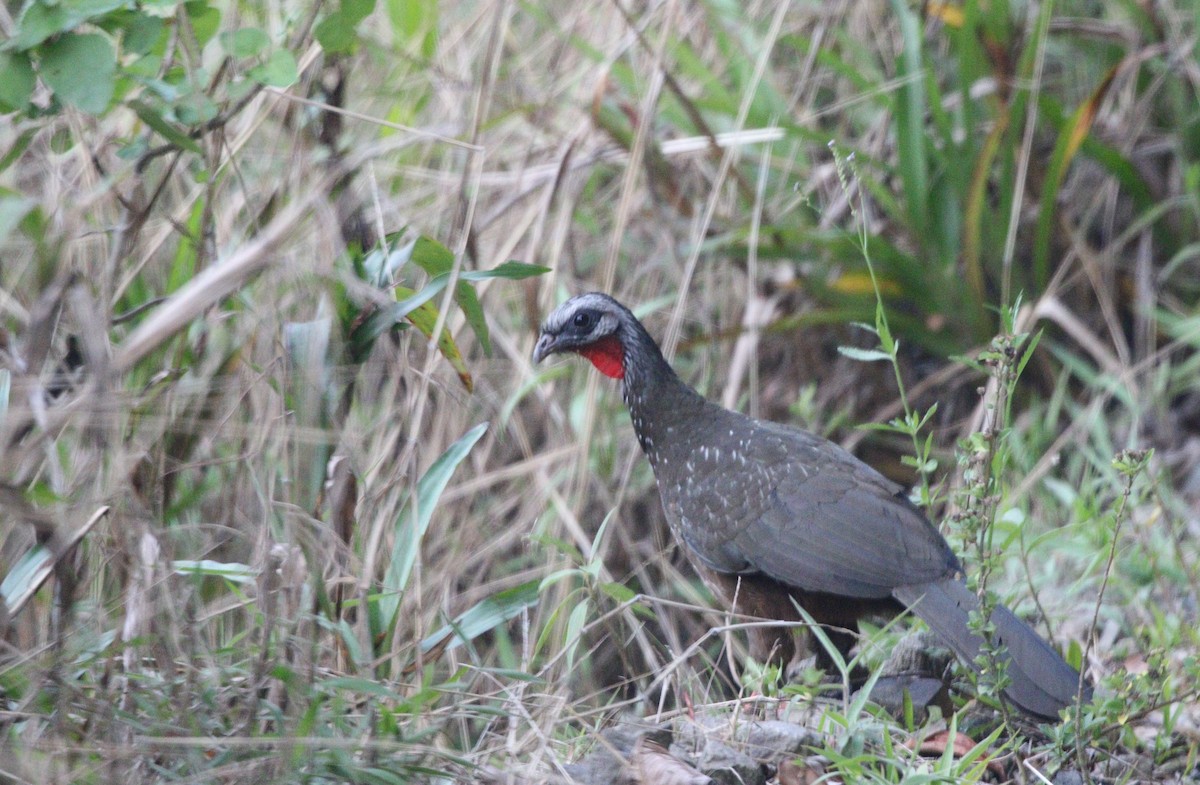 Andean Guan - ML471446981