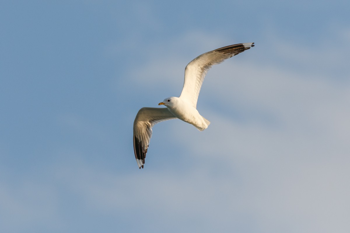 Common Gull (European) - Iain Robson