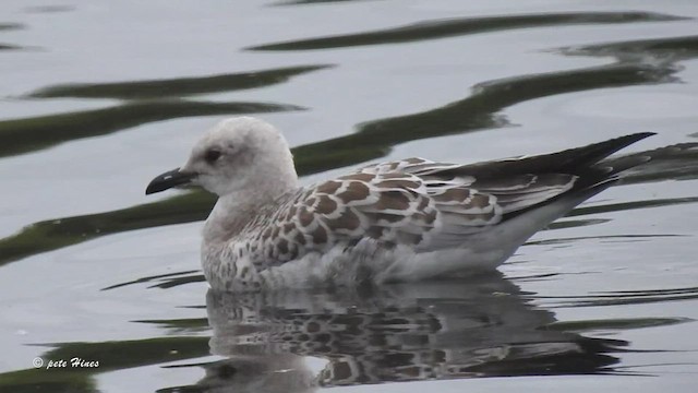 Gaviota Cabecinegra - ML471447851