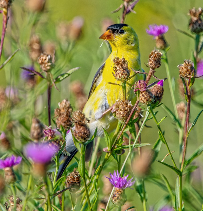 American Goldfinch - ML471448171