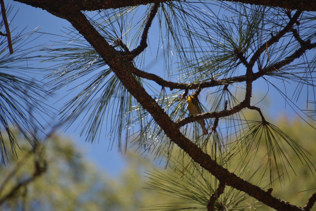 Grace's Warbler - Alyssa DeRubeis