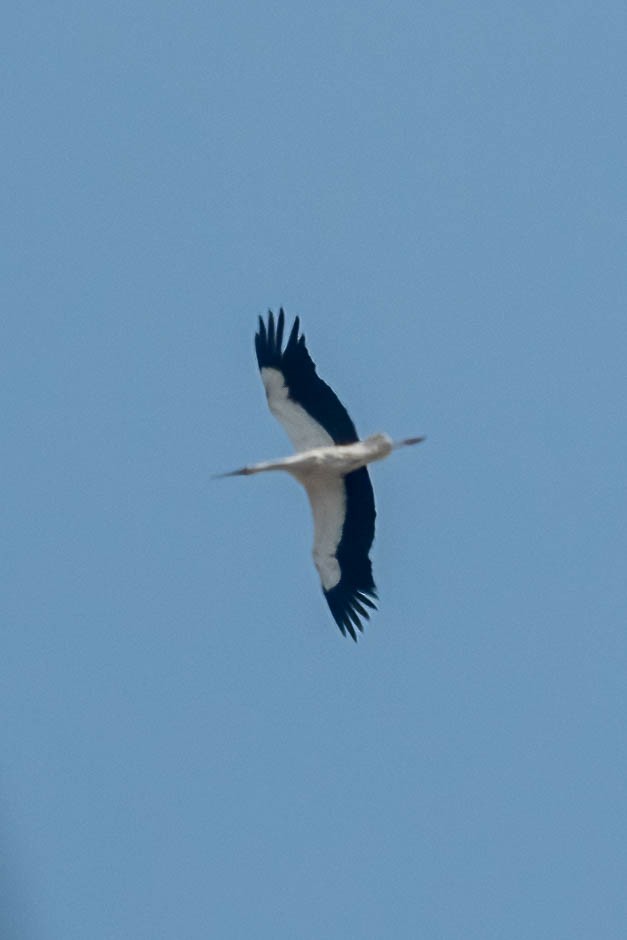 White Stork - ML471448791