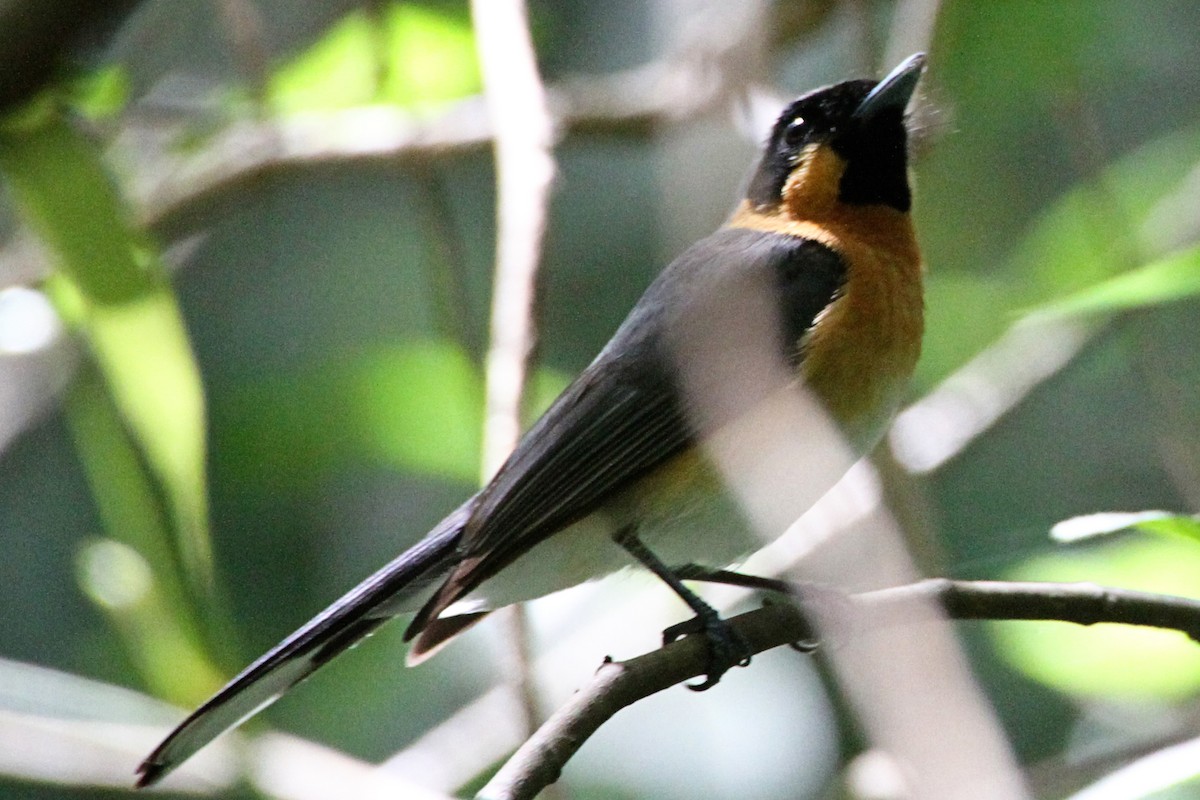 Spectacled Monarch - Gypsy Stockley