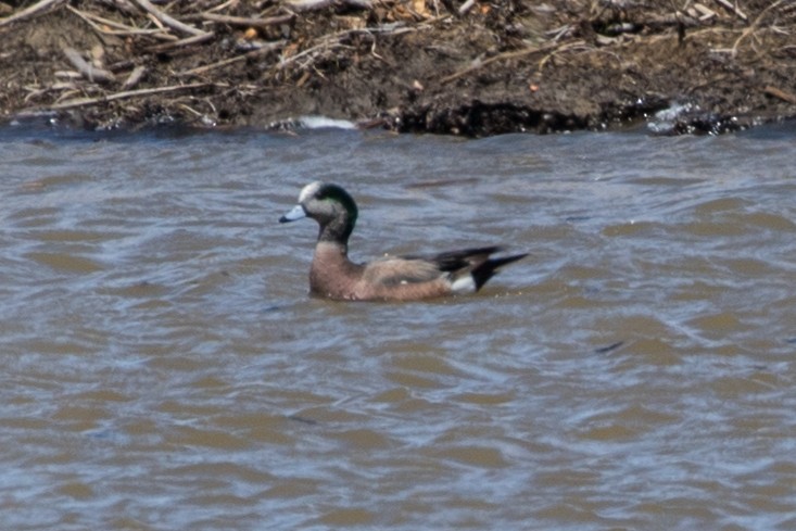 American Wigeon - ML471449651