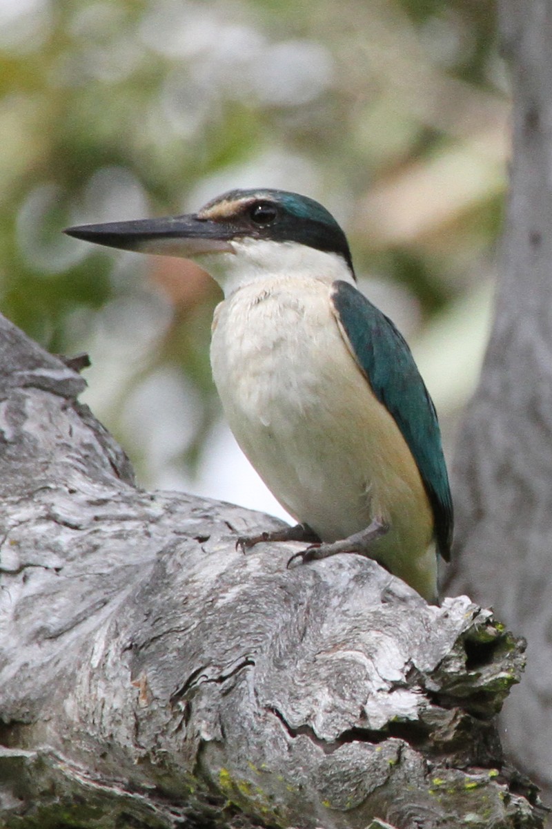 Sacred Kingfisher - ML471450241