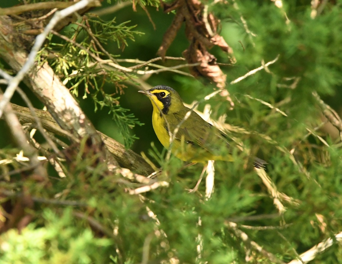 Kentucky Warbler - ML471450651