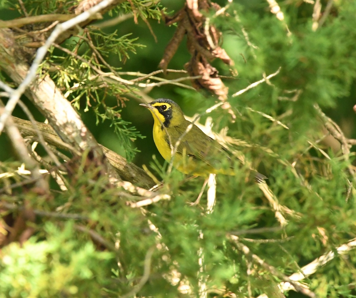 Kentucky Warbler - ML471450661