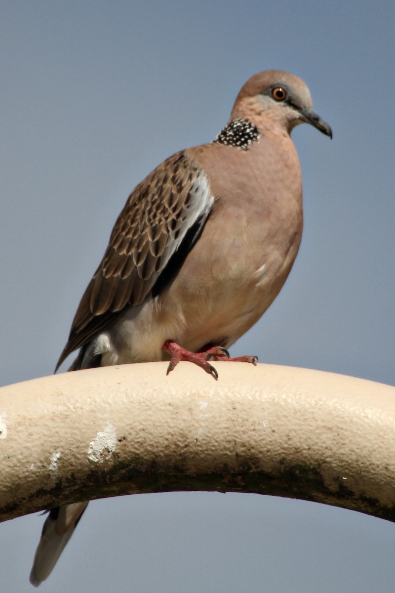 Spotted Dove - ML471450701