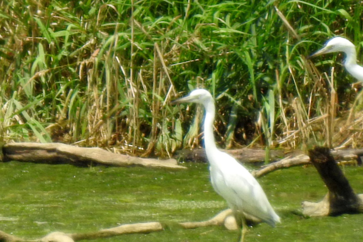 Little Blue Heron - ML471451391