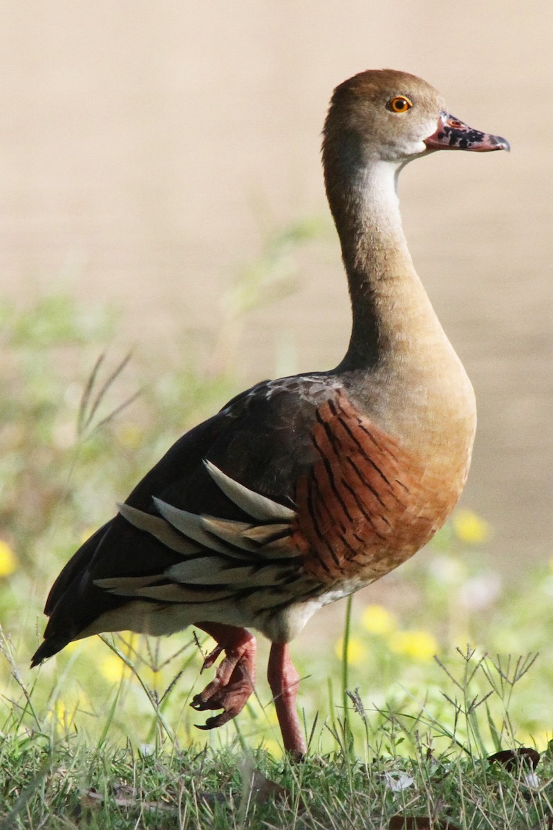 Plumed Whistling-Duck - ML471451631