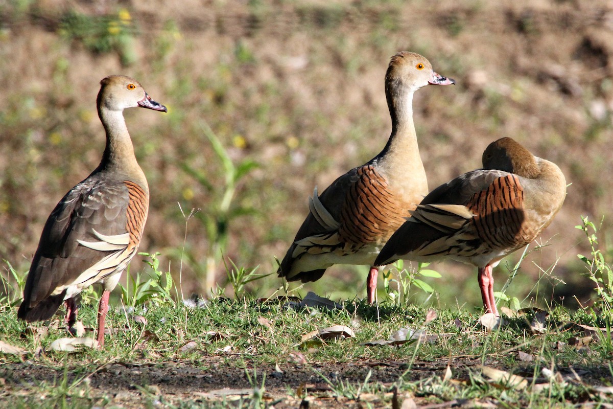 Plumed Whistling-Duck - ML471451661