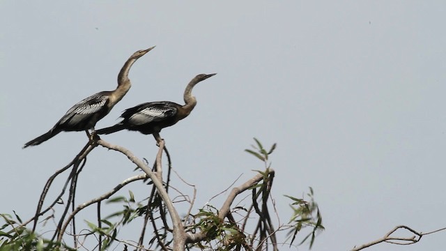 Amerika-Schlangenhalsvogel - ML471453