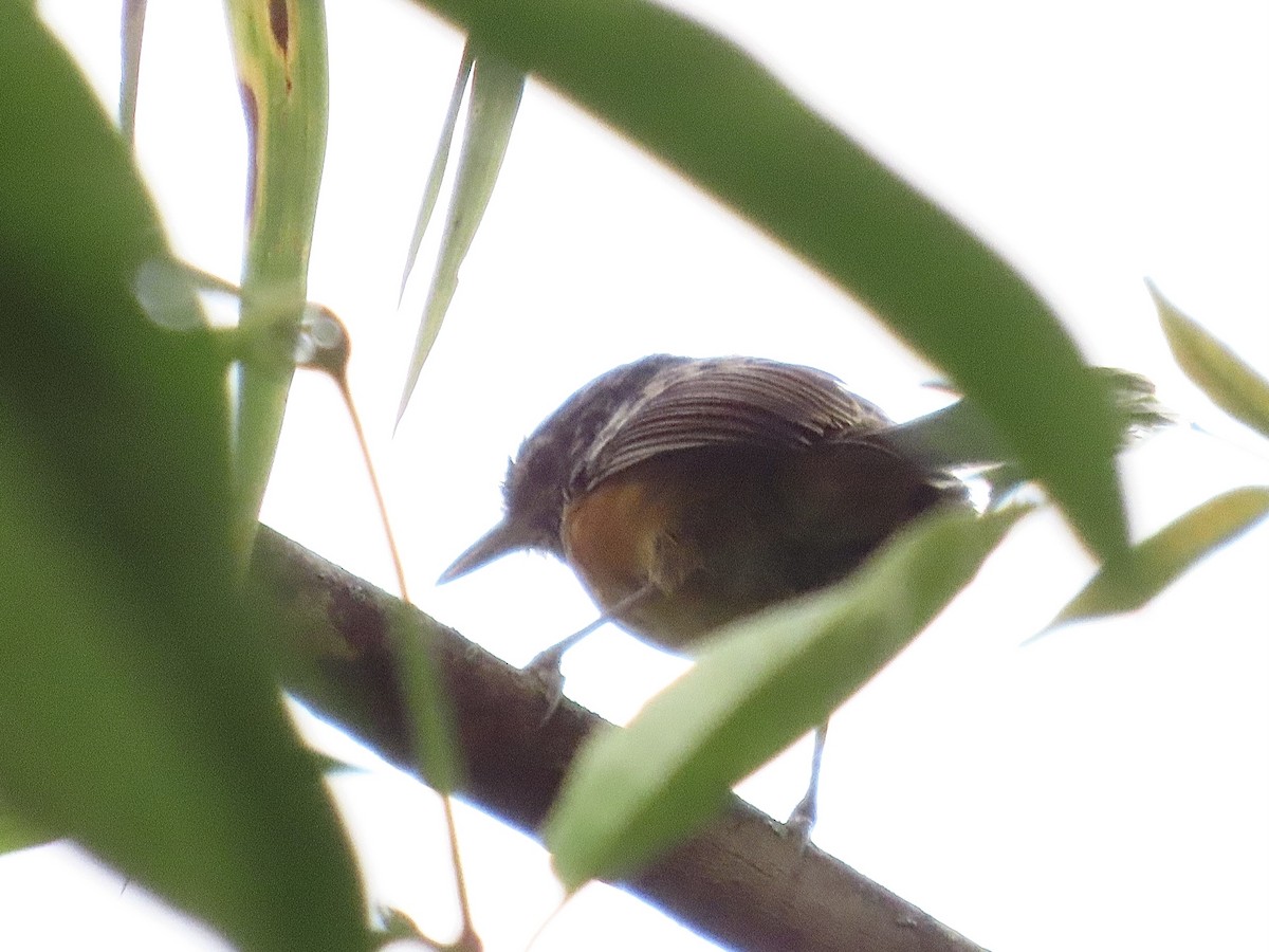 East Andean Antbird - ML471453371