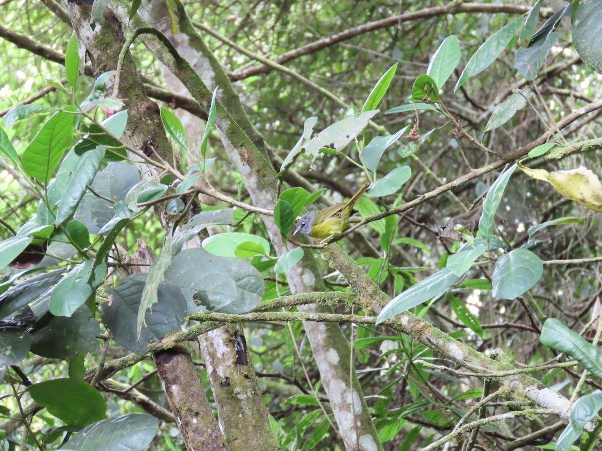 White-lored Warbler - Shuyu D