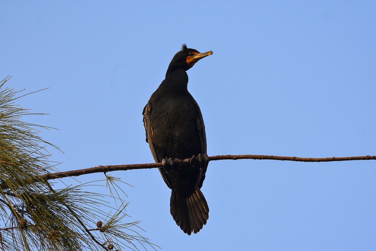 Double-crested Cormorant - Jane Crawford