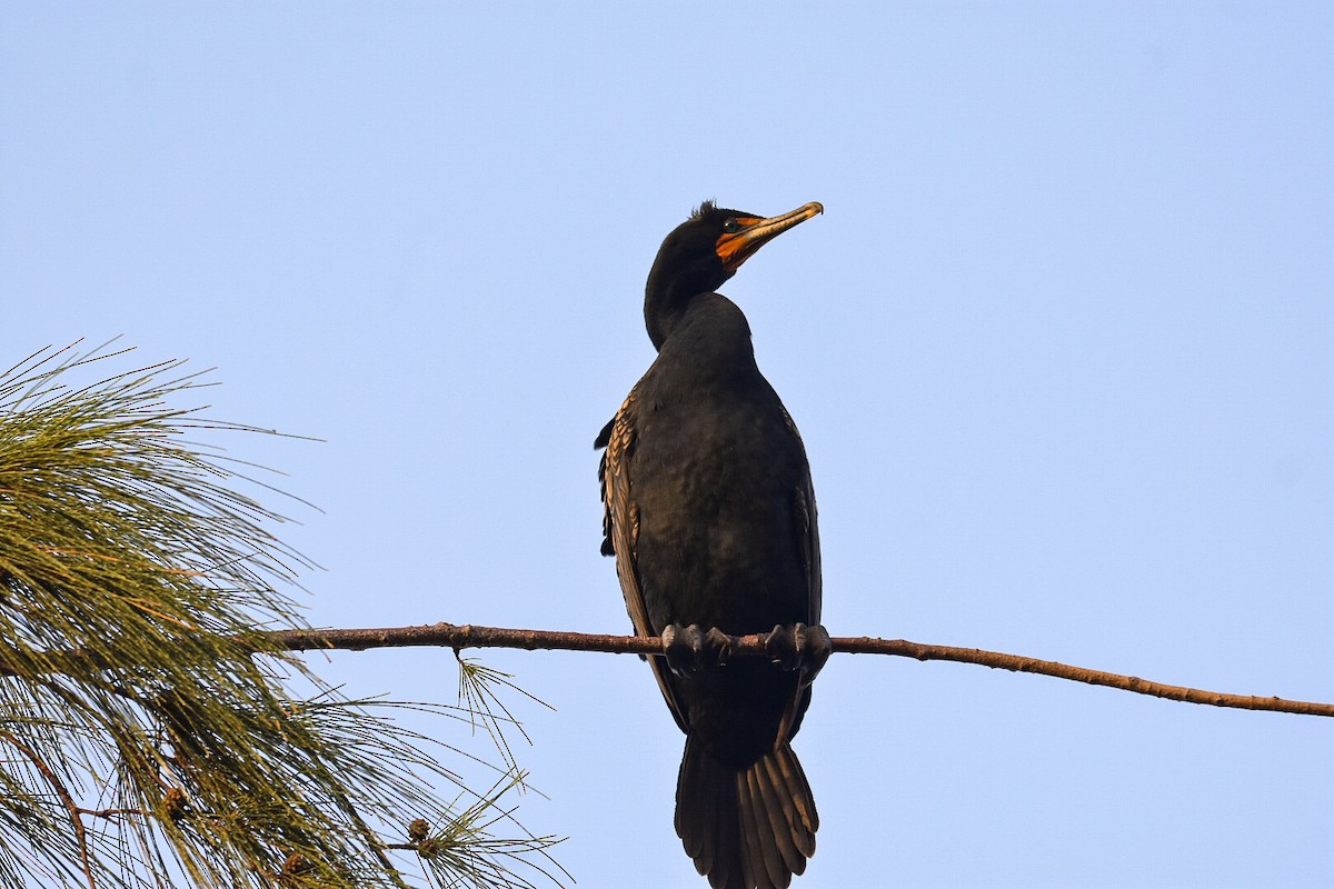 Cormoran à aigrettes - ML471454961