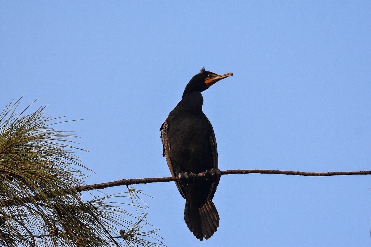 Double-crested Cormorant - ML471454981