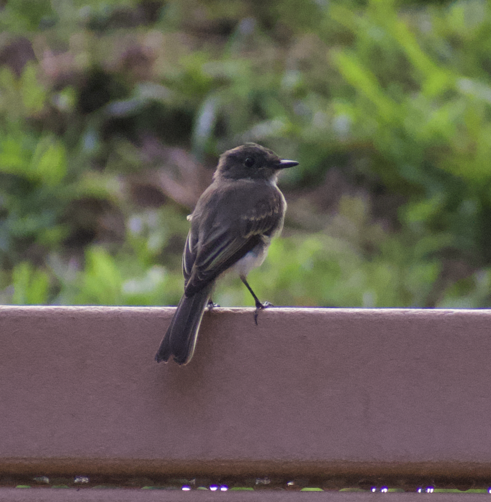 Eastern Phoebe - ML471455871