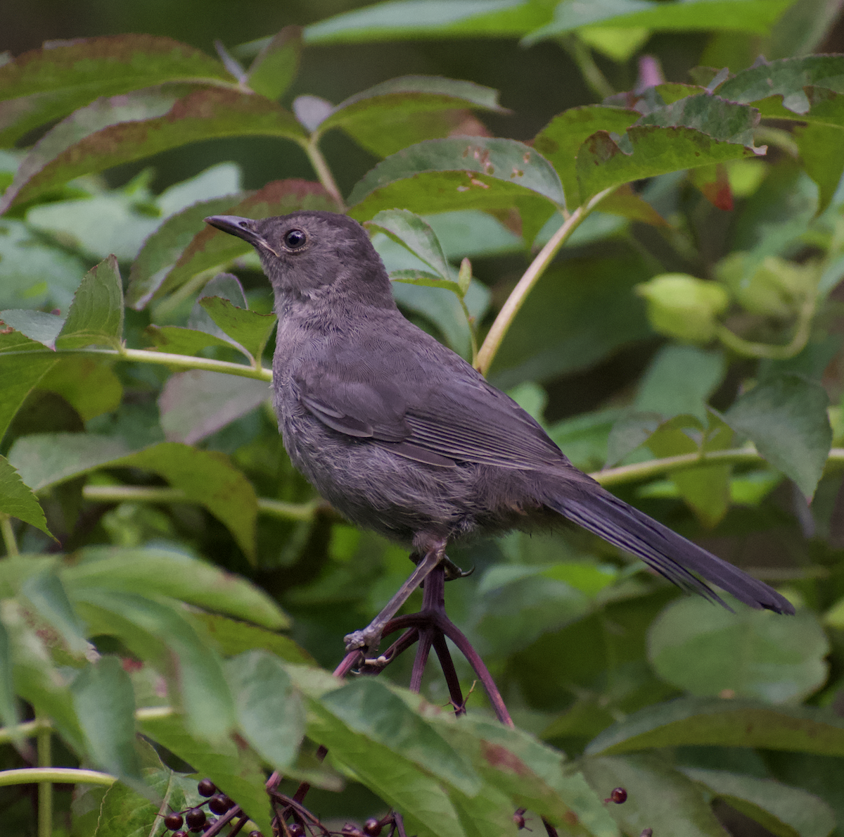 Gray Catbird - ML471456041