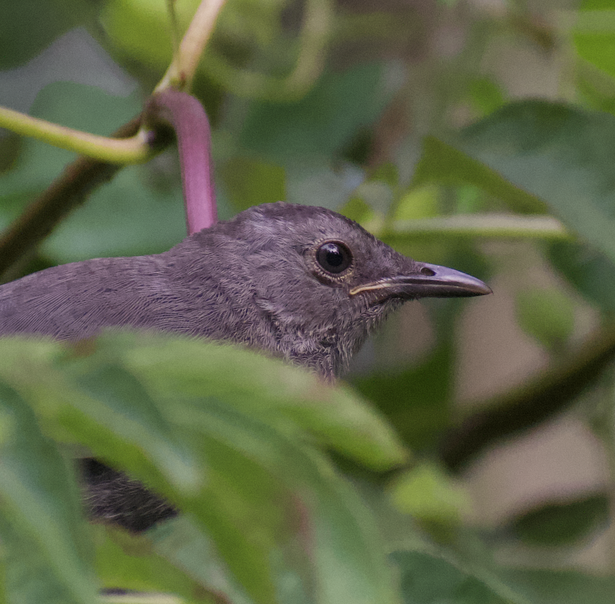 Gray Catbird - ML471456051