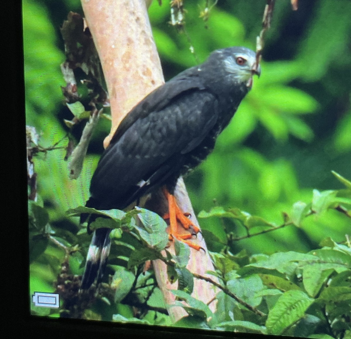 Crane Hawk - ML471456761