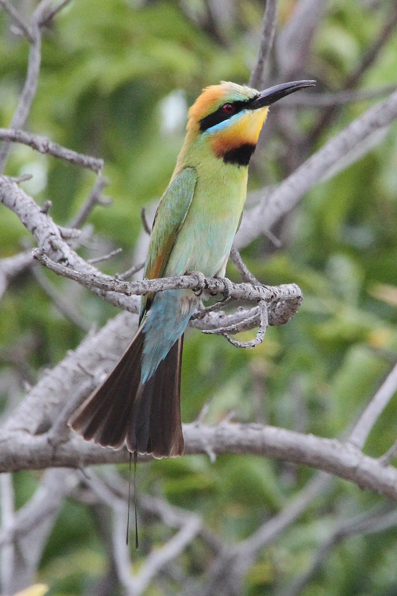 Rainbow Bee-eater - ML471457401