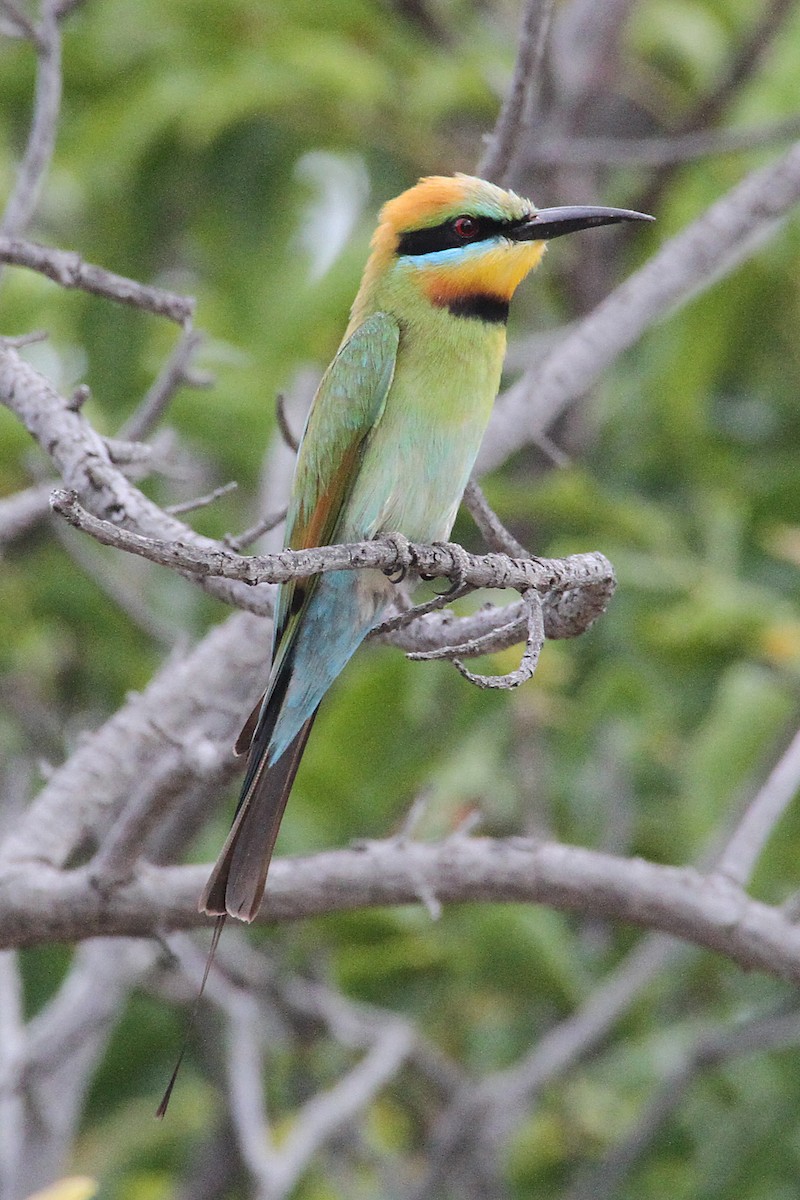 Rainbow Bee-eater - Gypsy Stockley