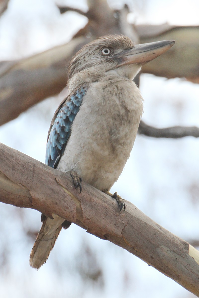 Blue-winged Kookaburra - Gypsy Stockley