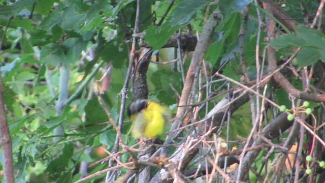 Hooded Warbler - ML471457891