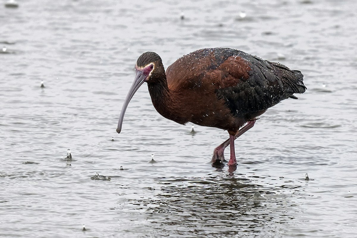 White-faced Ibis - ML471459721