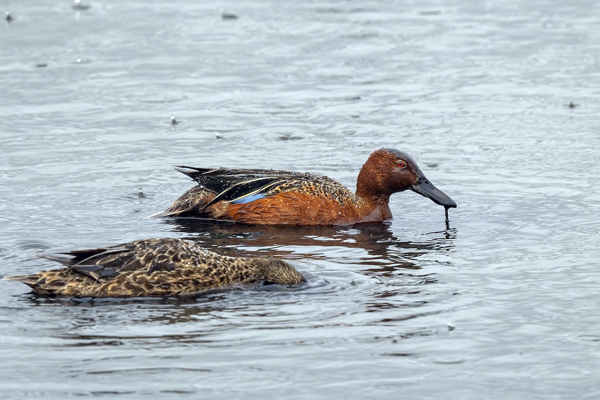 Cinnamon Teal - ML471459881