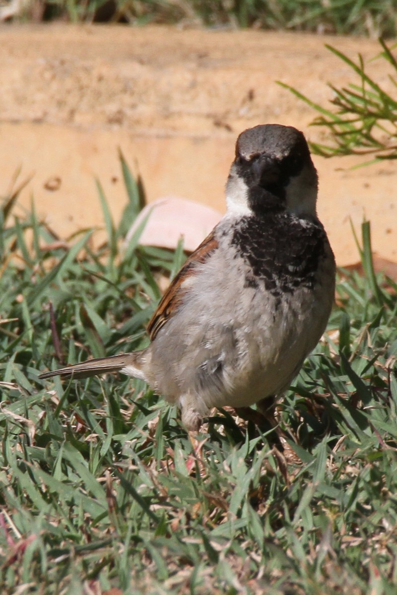 House Sparrow - ML471460791