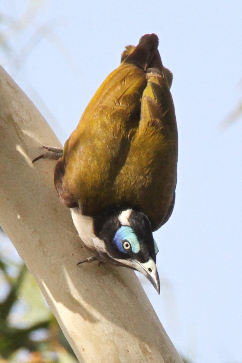 Blue-faced Honeyeater - ML471460821