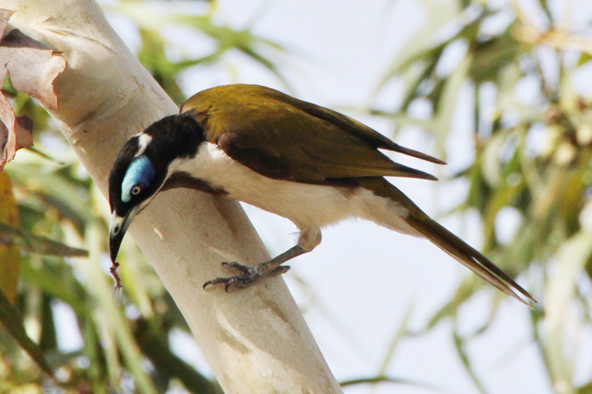 Blue-faced Honeyeater - ML471460931