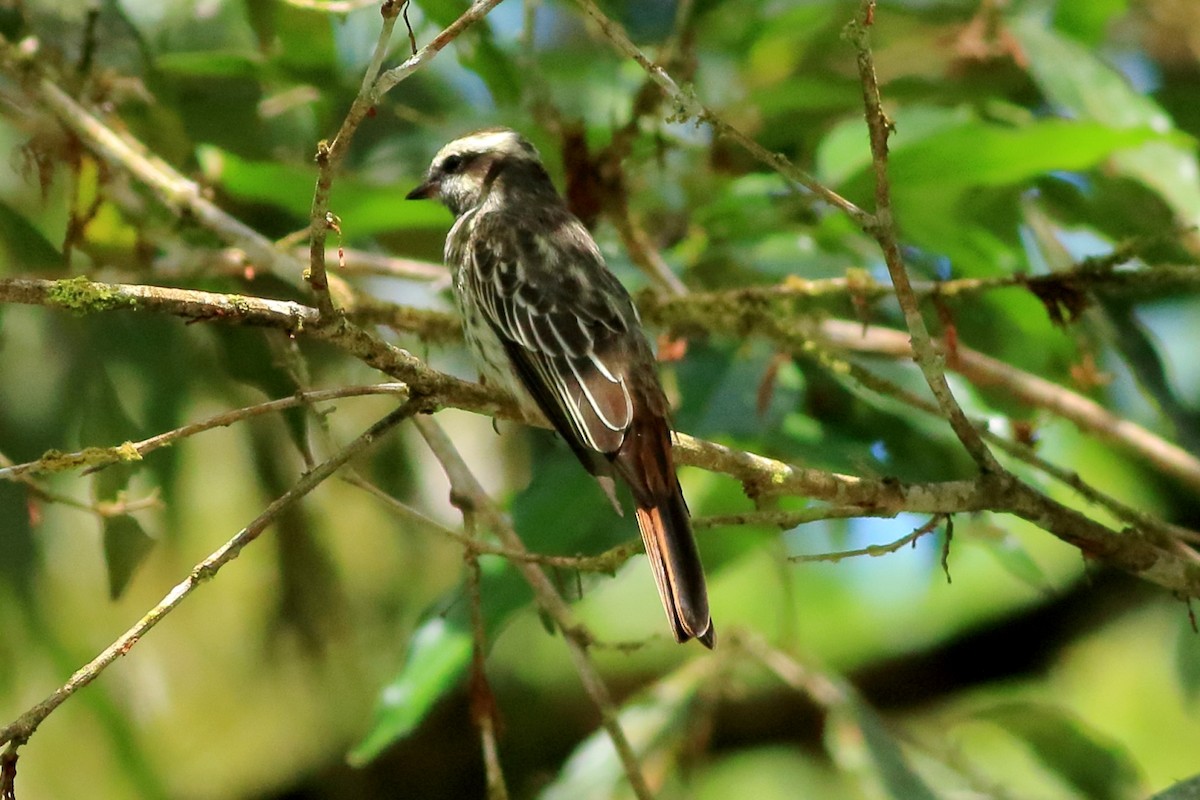 Variegated Flycatcher - ML471460991