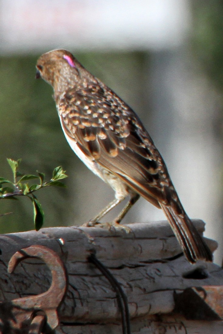Spotted Bowerbird - Gypsy Stockley